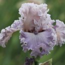 아이리스 이미지