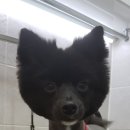 24시 서울 탑 동물병원 이미지