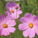 가산농장 이미지