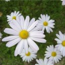 구절초로 이미지