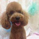 펫샵 네이버블로그