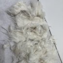 고양이 미용실 안냥 이미지