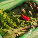 라움팜 | 쌈채소 다양하게 즐기기 좋은 모듬채소 수경재배 라움팜