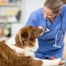 강아지나라동물병원 이미지