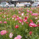 지구화원 이미지