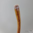 멍멍수제간식 이미지