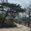 경상북도 안동시 풍천면행정복지센터 | 안동 MTB라이딩 코스 마애임도 풍광과 벚꽃