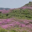 🎉 황매산 철쭉과 미팅 할까요?🎉~취소 이미지