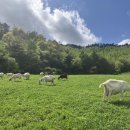 언덕위산양목장 이미지