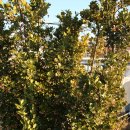 늘푸른농장1 이미지