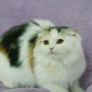 장화신은고양이 이미지