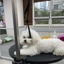 폴인럽 애견&고양이 미용 돌봄&호텔 이미지