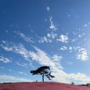 팜랜드 | 10월 서울 근교 가볼만한 곳 추천 핑크뮬리 명소 &#34;안성팜랜드&#34; 후기