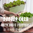 홈가드닝 플랜트 박스 사용후기 싱싱한 채소 집에서 바로 따먹는 재미