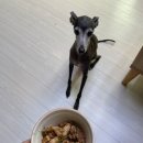 콩이네 멍냥 수제간식 이미지