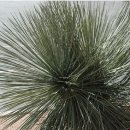 김밥에 라면 이미지