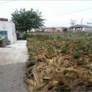 강정동-1 이미지