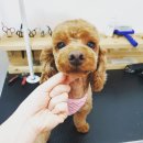 또오개 이미지