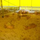 강산농장 이미지