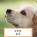 시니어 동물병원 이미지