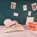 수려하개 이미지