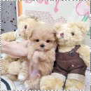 마마스미독 강아지분양 인천점 | 강아지분양 마마스미독에서 첫 강아지 입양 체험기