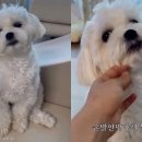 강아지song 이미지