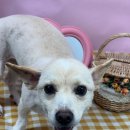 츄블리 펫 살롱 이미지