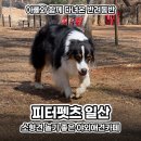 펫츠온더포인트 | 일산애견카페 소형견 놀기 좋은 야외애견카페 피터펫츠