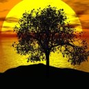 우림(아) 이미지