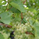 블랑(BLANC) 이미지