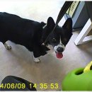 더빛나개 이미지