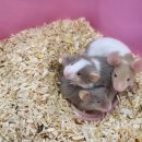 펫엔글라이더 대전점 이미지