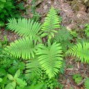 화전민촌 이미지