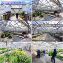 축제(서양화) 이미지