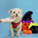 대해 초등학교 이미지