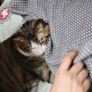 백마동물병원 이미지