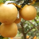 최상배농장 이미지