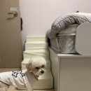 그루밍 멈머 이미지