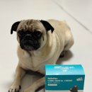 구강농장 | 강아지 덴탈껌 구강 유산균 벨라맥스 개껌 퍼그 후기