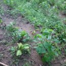 반제농장 이미지