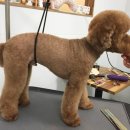 그루밍폼폼 이미지