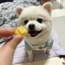 허니바우 | [ 바우와우코리아 ] 무마진 소프트 덴탈껌 / 소프트한 덴탈껌 찾으신다면?