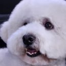 빠기샵