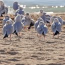 부산갈매기 이미지