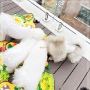 사평대로53길 93-9_ | 서울 방배동 애견호텔 켈리독 애완견호텔 비용 솔직후기