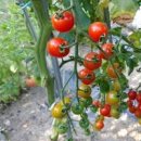 방울토마토 열매 주말농장 텃밭에서 모종 키우기 이미지