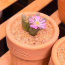 색연필 그림 | 크리스마스 트리 엽서 그림 그리는 과정 | 프리즈마 유성 색연필 세르지오 종이 후기