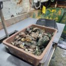 완도읍-3 | [완도전복] 싱싱한 활전복 손질부터 전복죽 끓이는법까지! 유한회사도은수산 후기