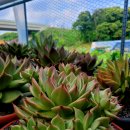 라온 하제 이미지